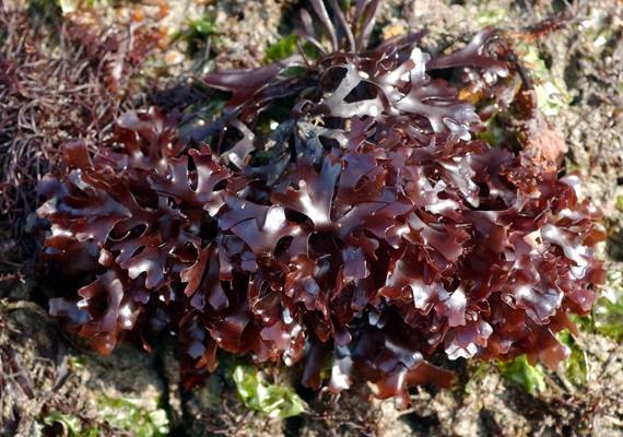 http://thegentlechef.com/wp-content/uploads/2016/11/irish-moss-carrageenan-the-gentle-chef.jpg